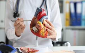 Study Sheds Light on the Genetic Influences on the Heart’s Fractal Structure