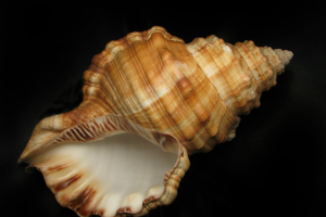 Blowing Shankh for Better Sleep: A Randomised Controlled Trial in Moderate Sleep Apnea