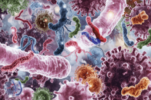 Isolation, Engineering, and Ecology of Temperate Phages in the Human Gut