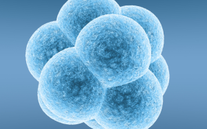 Scientists Achieve Experimental Halving of Human Somatic Chromosomes Using Novel SCNT Technique